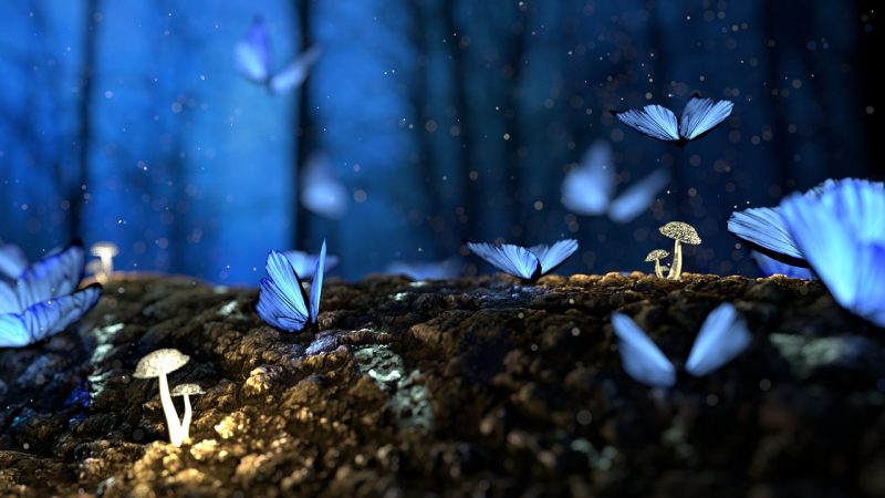 Le farfalle sono messaggere spirituali. Scoprite cosa vogliono comunicare