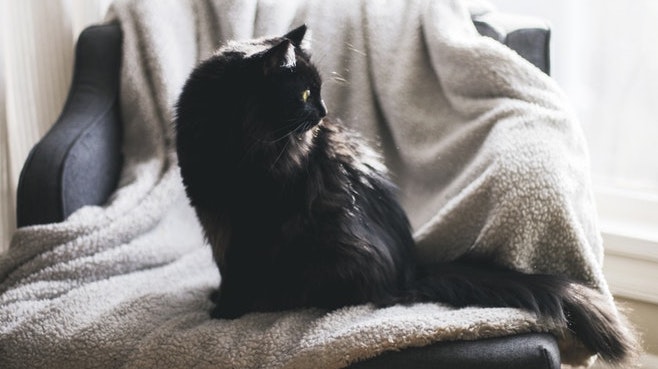 Storia e superstizioni del gatto nero: in realtà, porta fortuna!