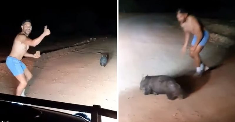 Agente di polizia australiano lapida un animale indifeso