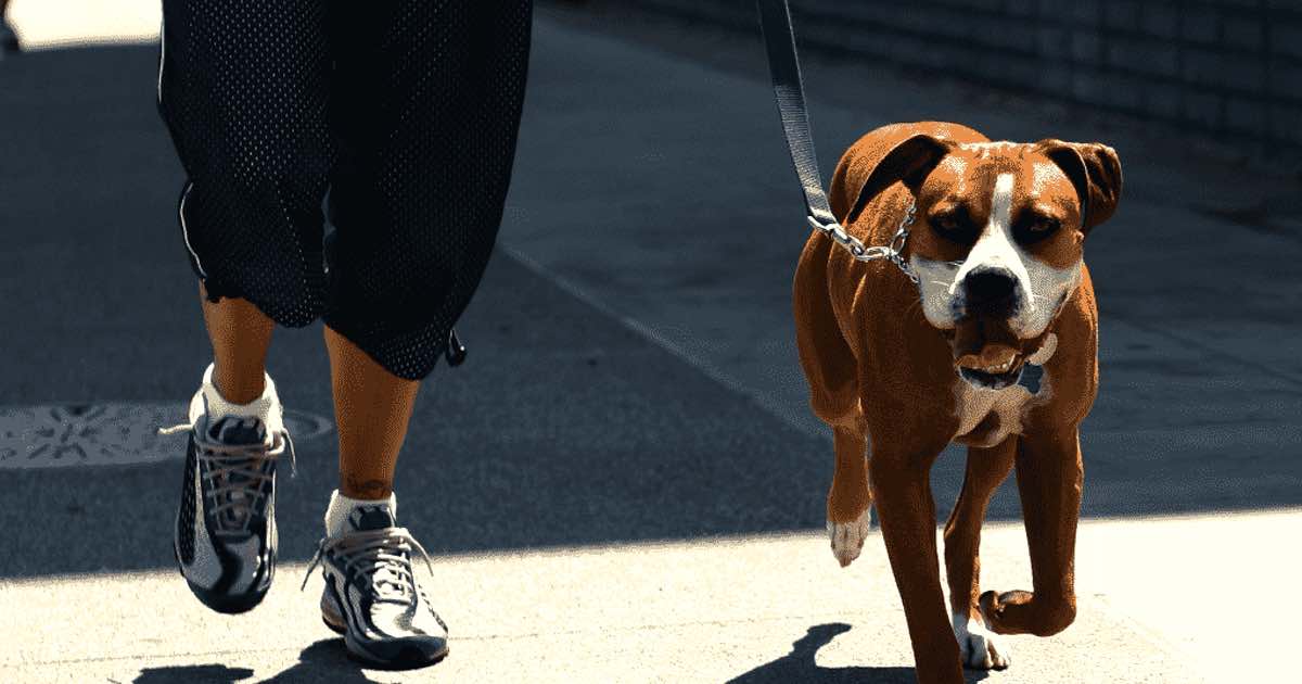 porta fuori il cane