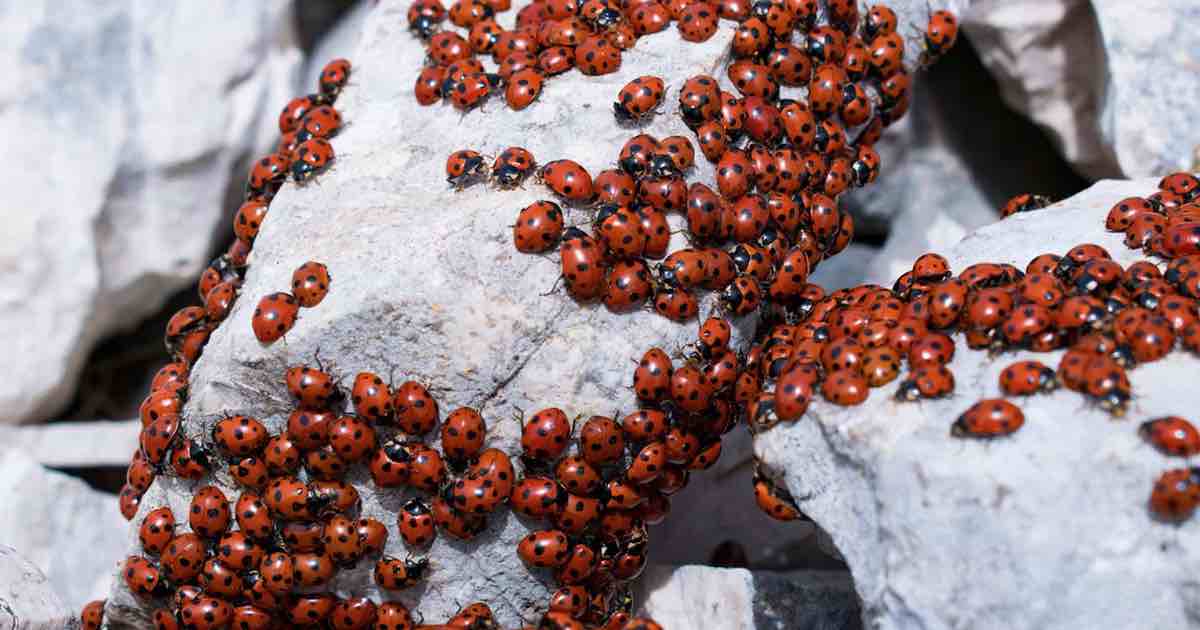 Invasione di coccinelle in Puglia