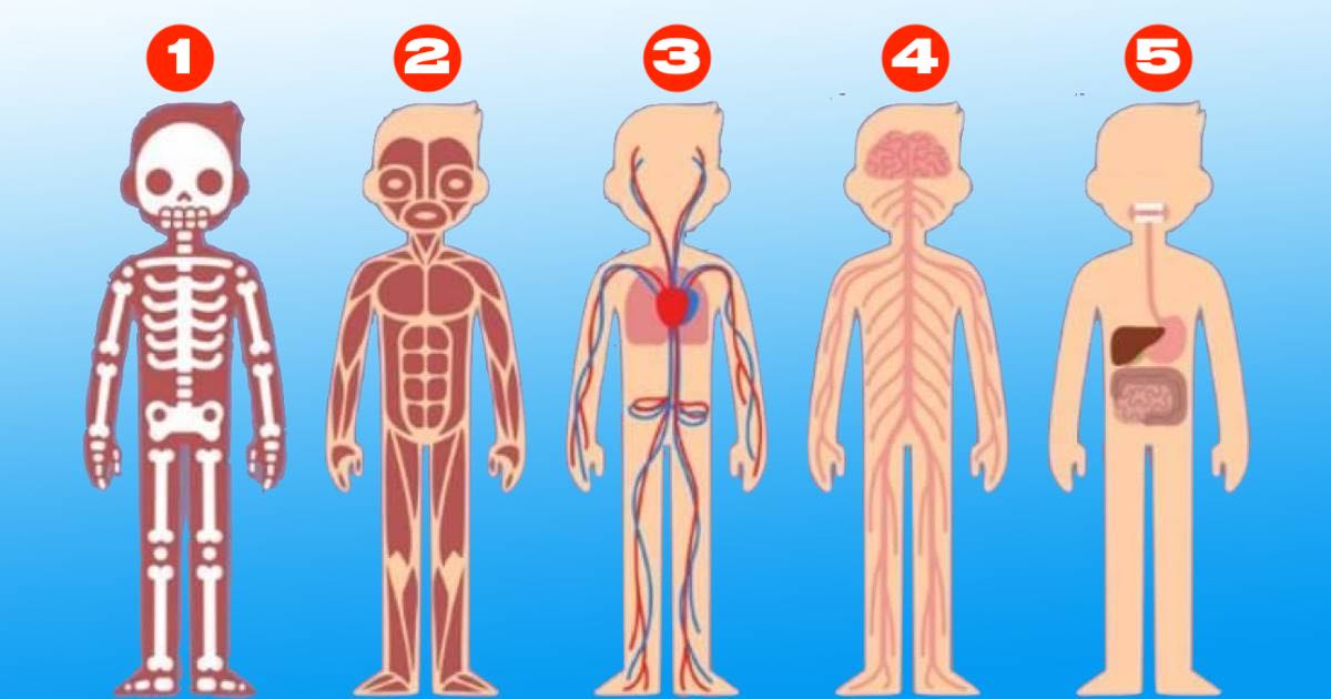 Test psicologico la parte più importante corpo