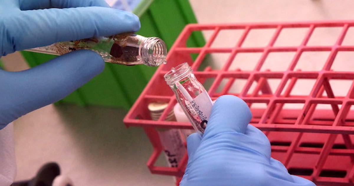 Vaccino anti Covid-2019, il laboratorio francese Pasteur annuncia il flop