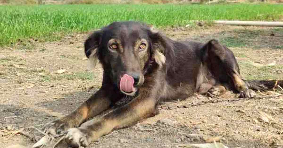 Lascia l'eredità al suo cane