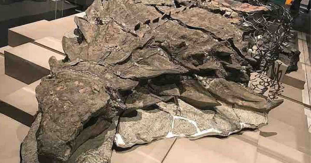 Scoperta una mummia di dinosauro