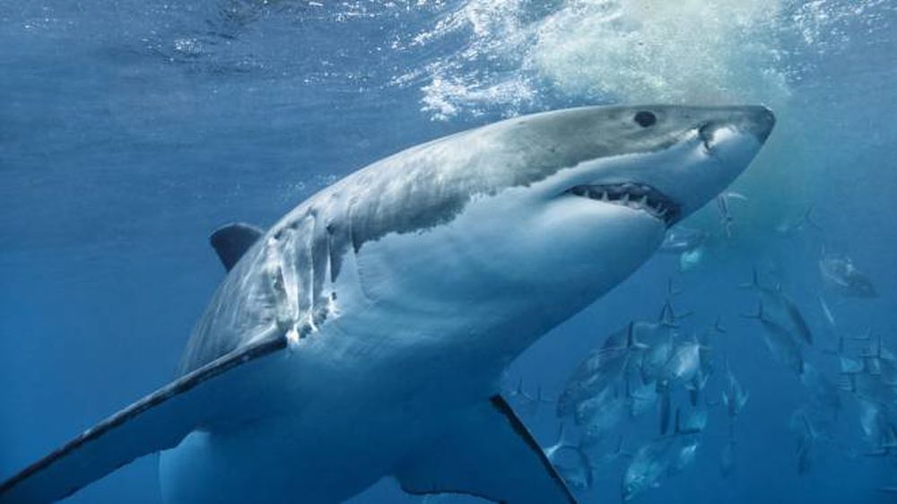 I pescatori avvistano grande squalo bianco nel Mar Ligure