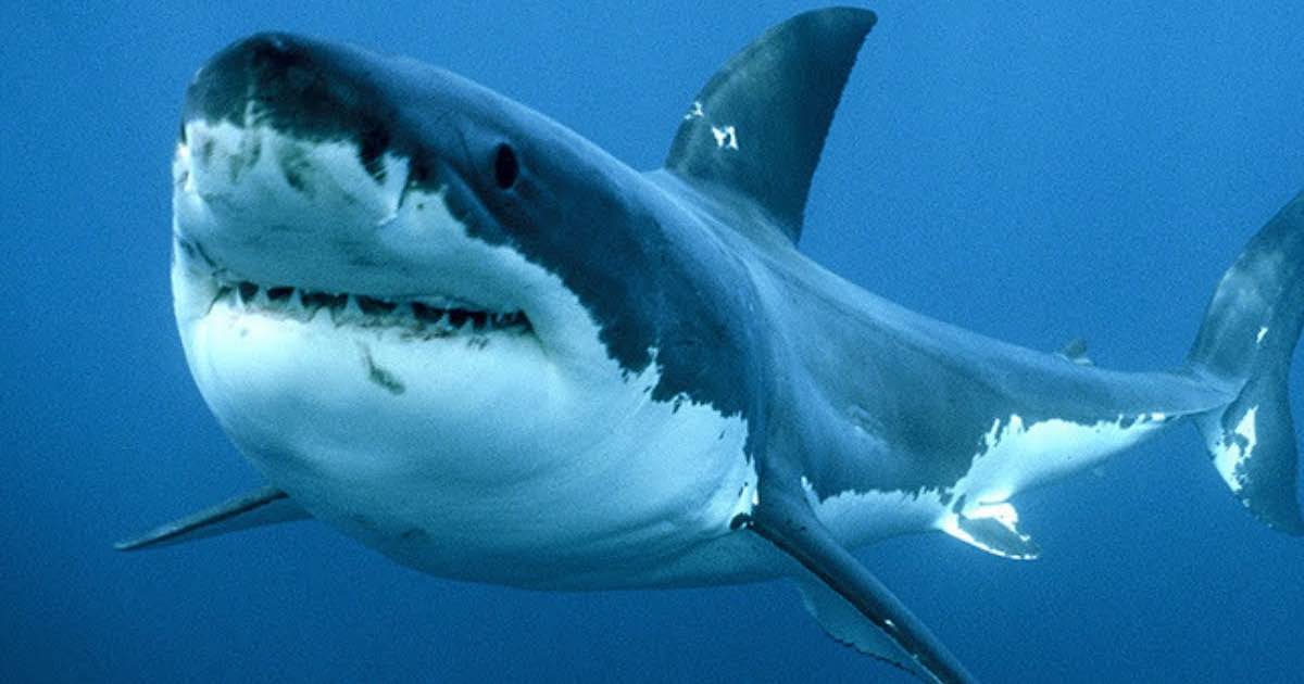 I pescatori avvistano un grande squalo bianco nel Mar Ligure