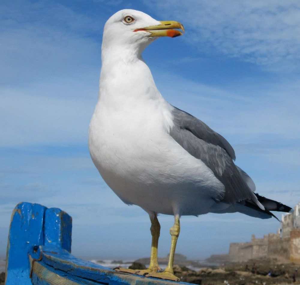 gabbiano ruba panino bambino spiaggia