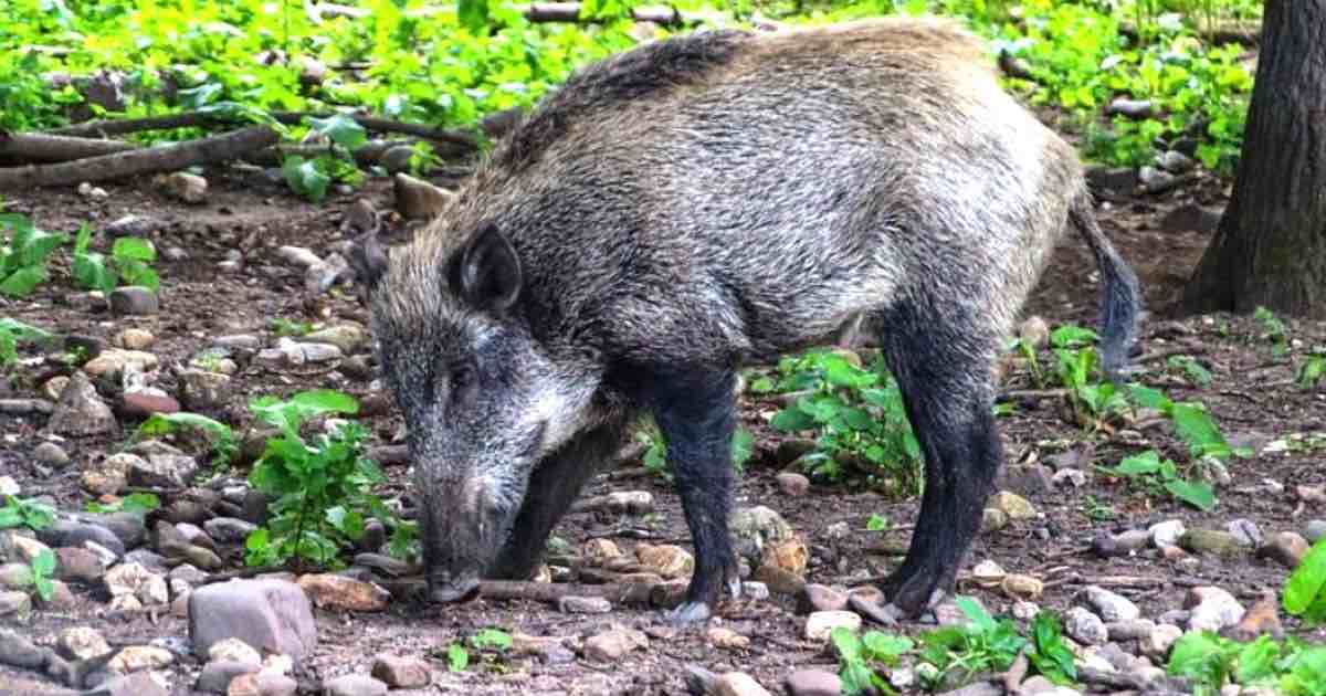 Un 74enne spara ad un cinghiale che lo carica