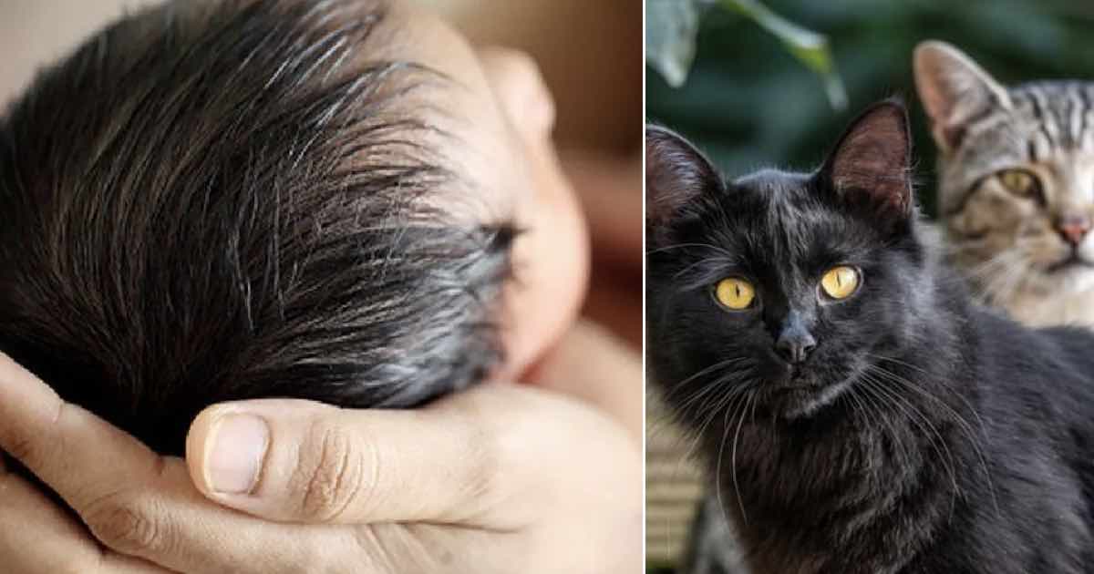 neonata abbandonata in una fogna salvata dai gatti