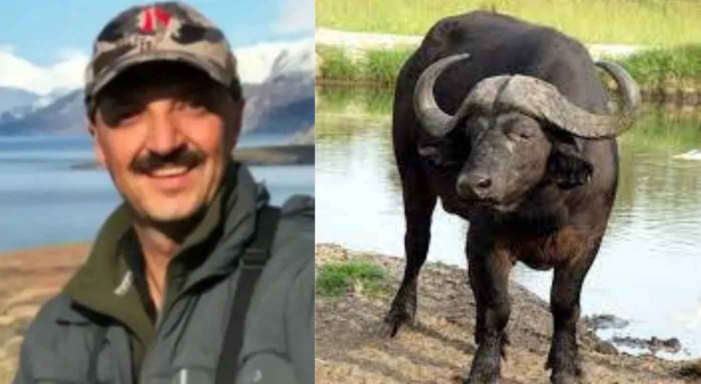 bufalo