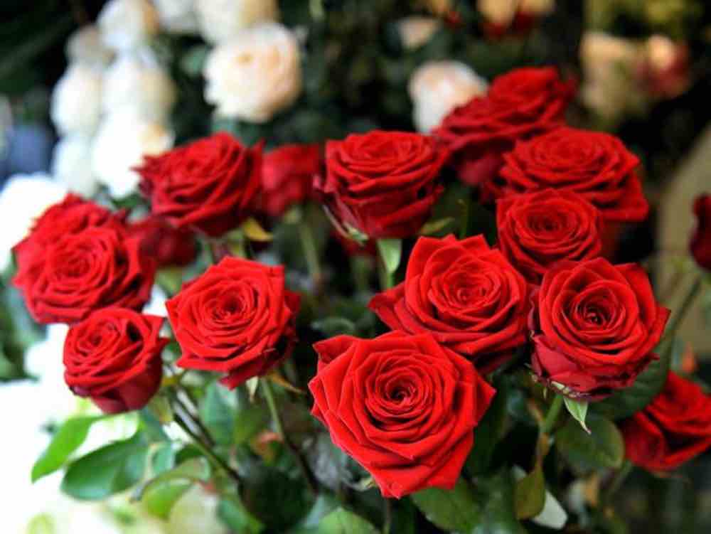 rose Loredana a San Valentino Albano