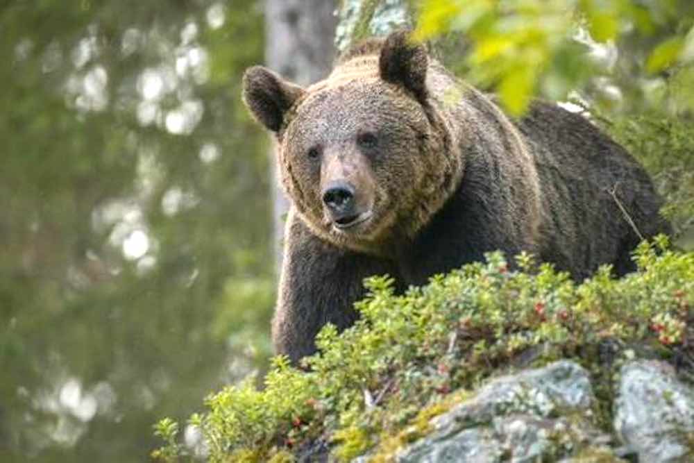 Fugatti ordinanza abbattere orsa