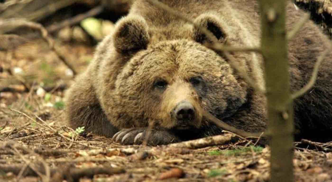 Trentino trovato morto orso M62