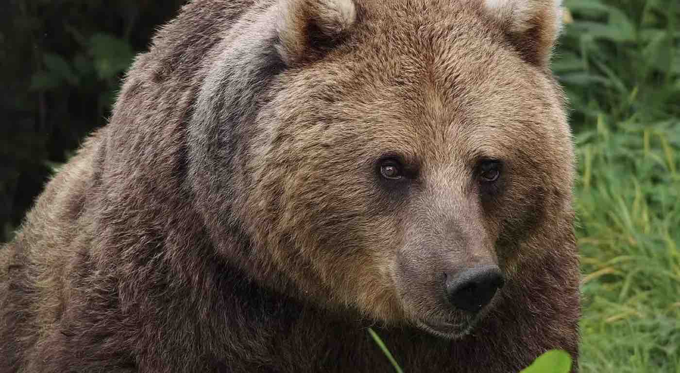 trovato morto orso M62