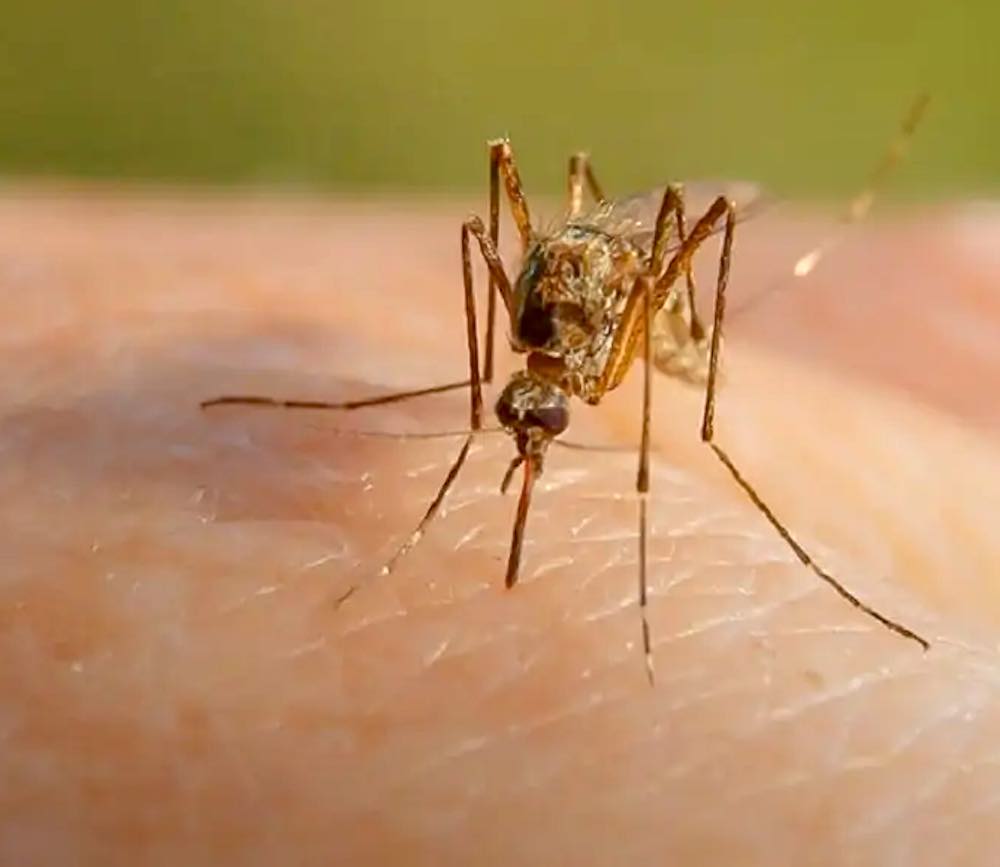 rischio malattie infettive zanzare