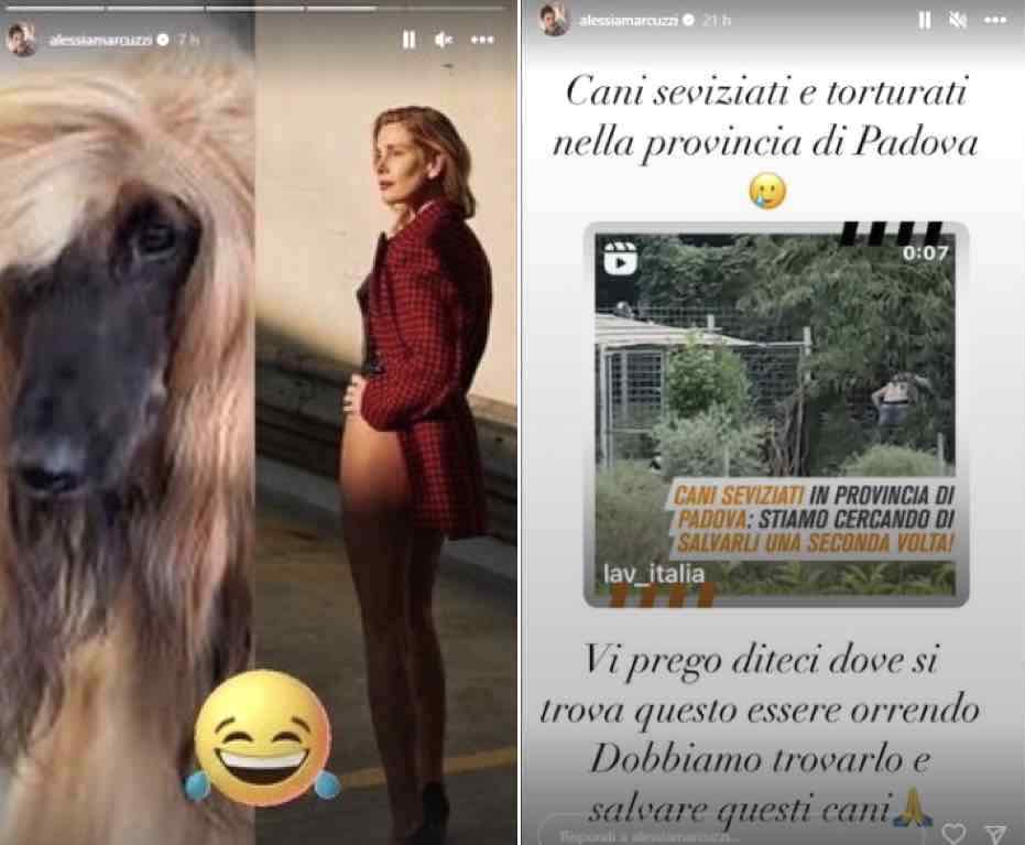 Alessia Marcuzzi chiedo aiuto animali