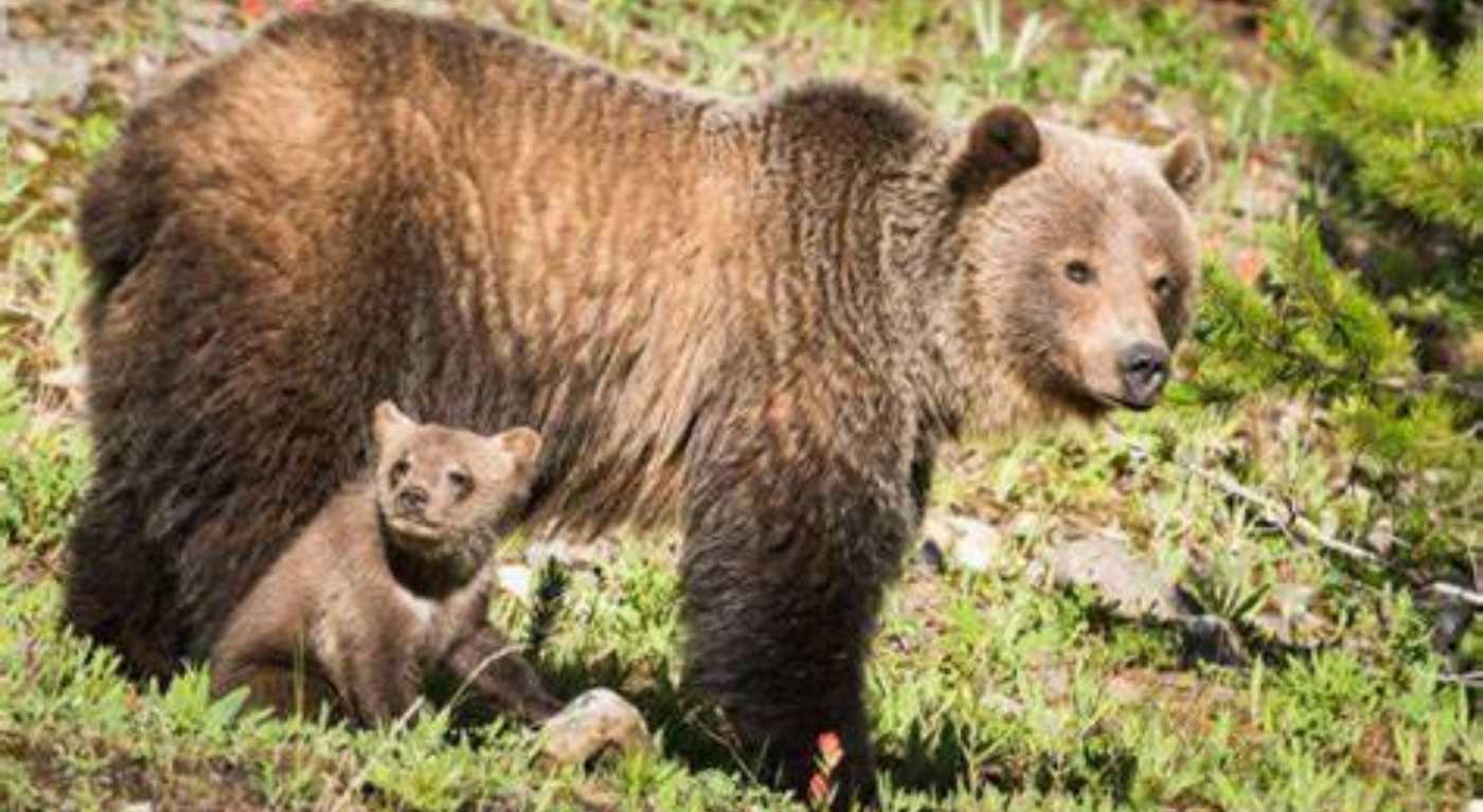 orsa Amarena, uccisione