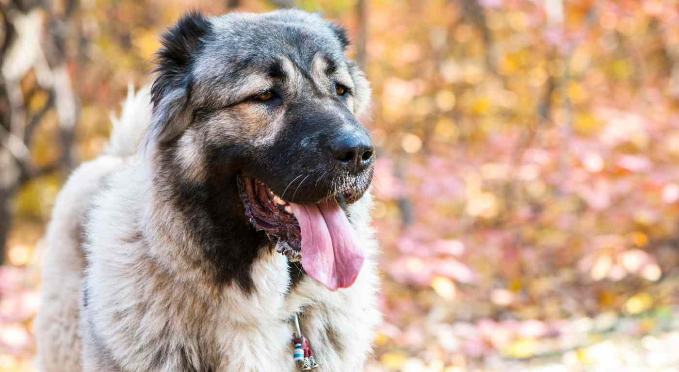 Cane da Pastore del Caucaso