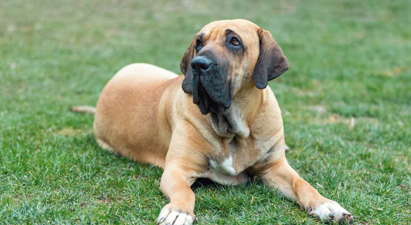 Fila Brasileiro