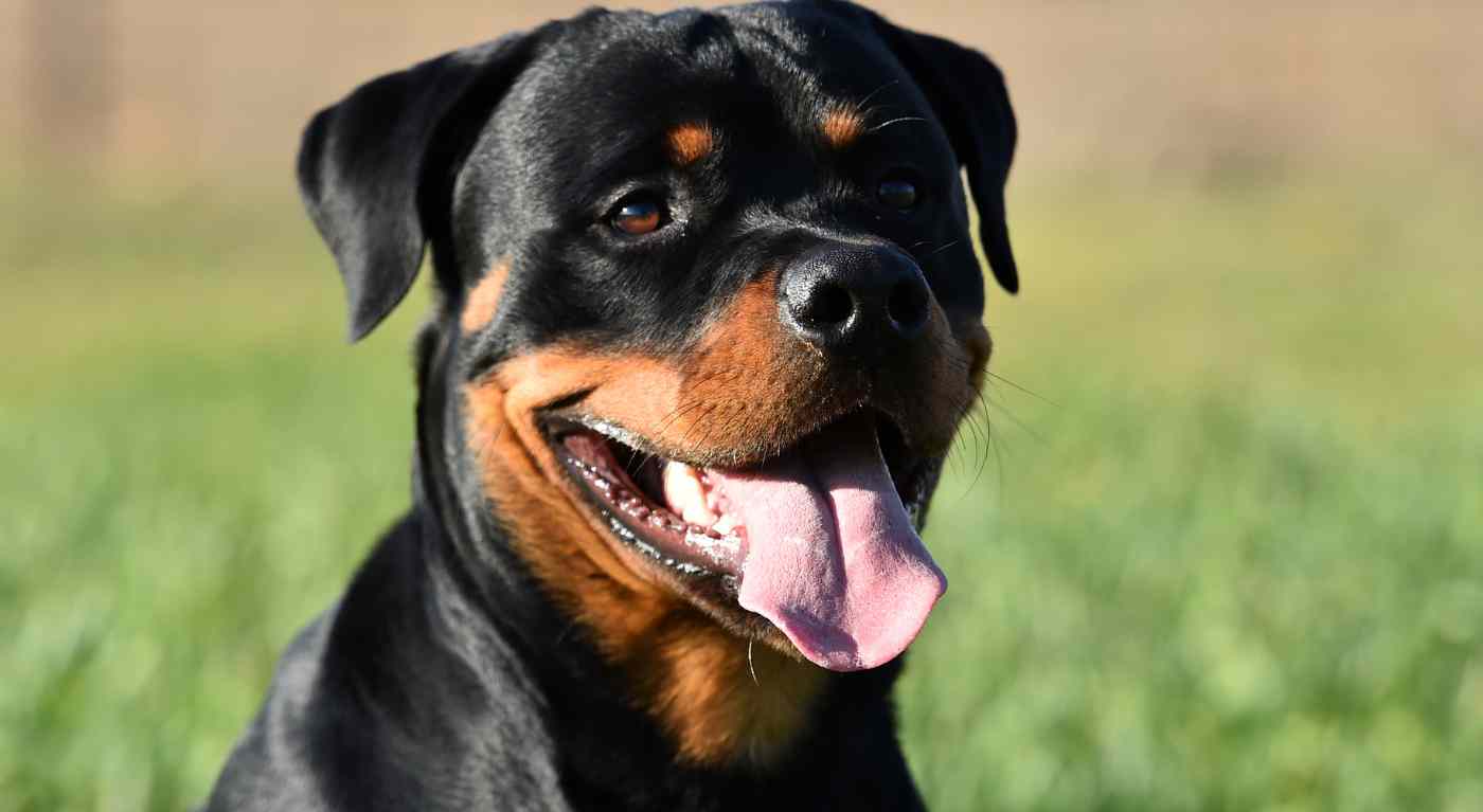 Rottweiler