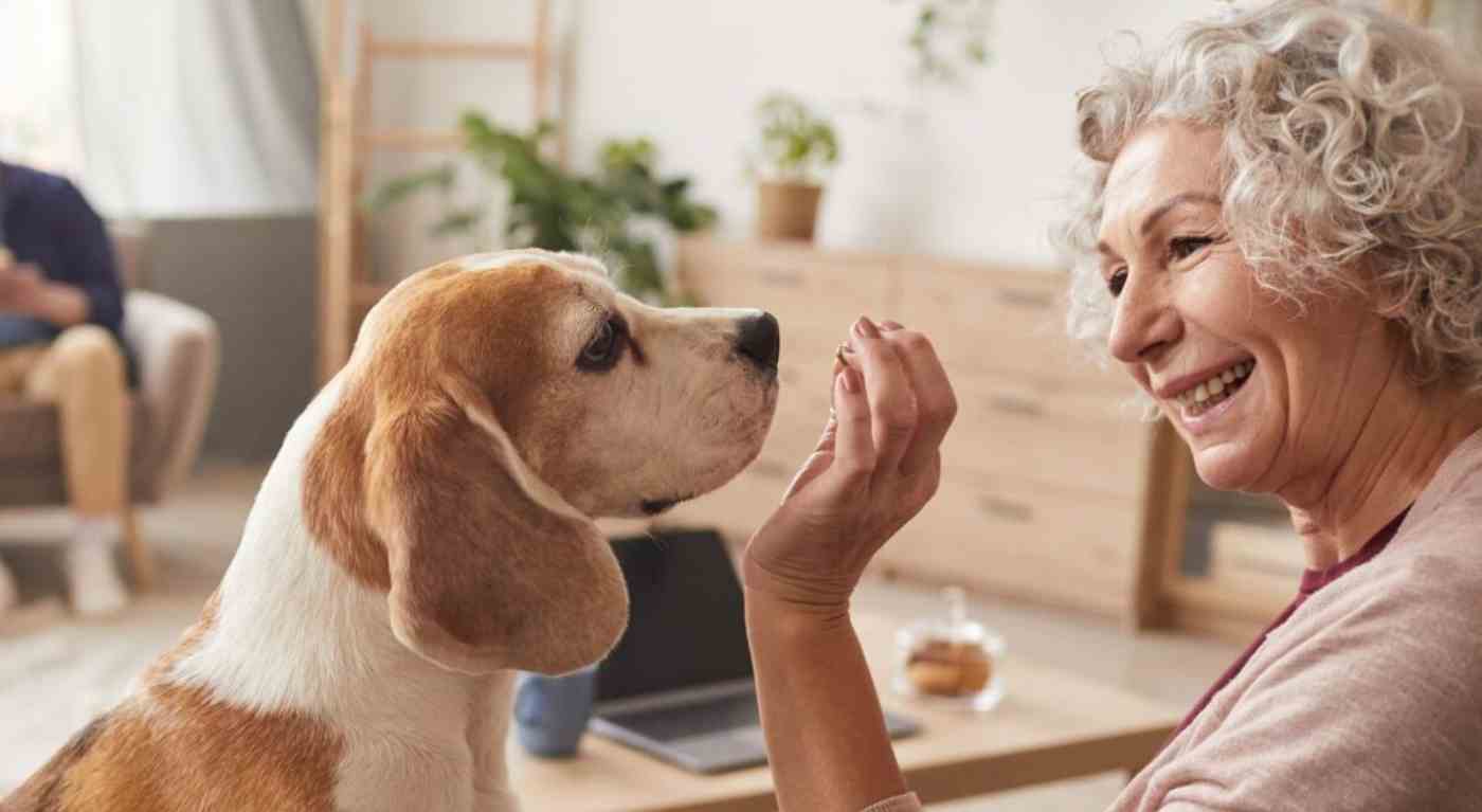 “Nessuno dei mei figli si è preso cura di me”. Milionaria lascia tutta l’eredità ai suoi cani e gatti: patrimonio da urlo