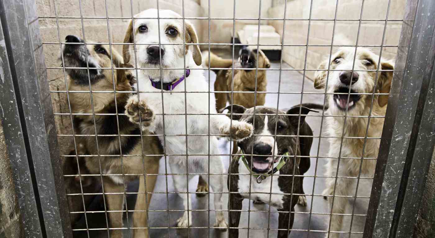 Adotta un cane e lo riporta dopo pochi giorni: la triste decisione della famosa conduttrice