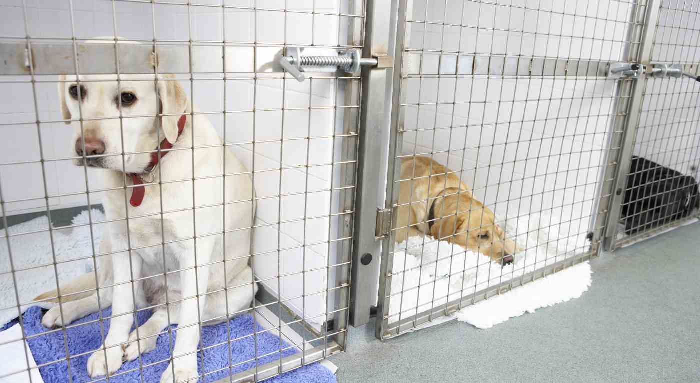 Adotta un cane e lo riporta dopo pochi giorni: la triste decisione della famosa conduttrice