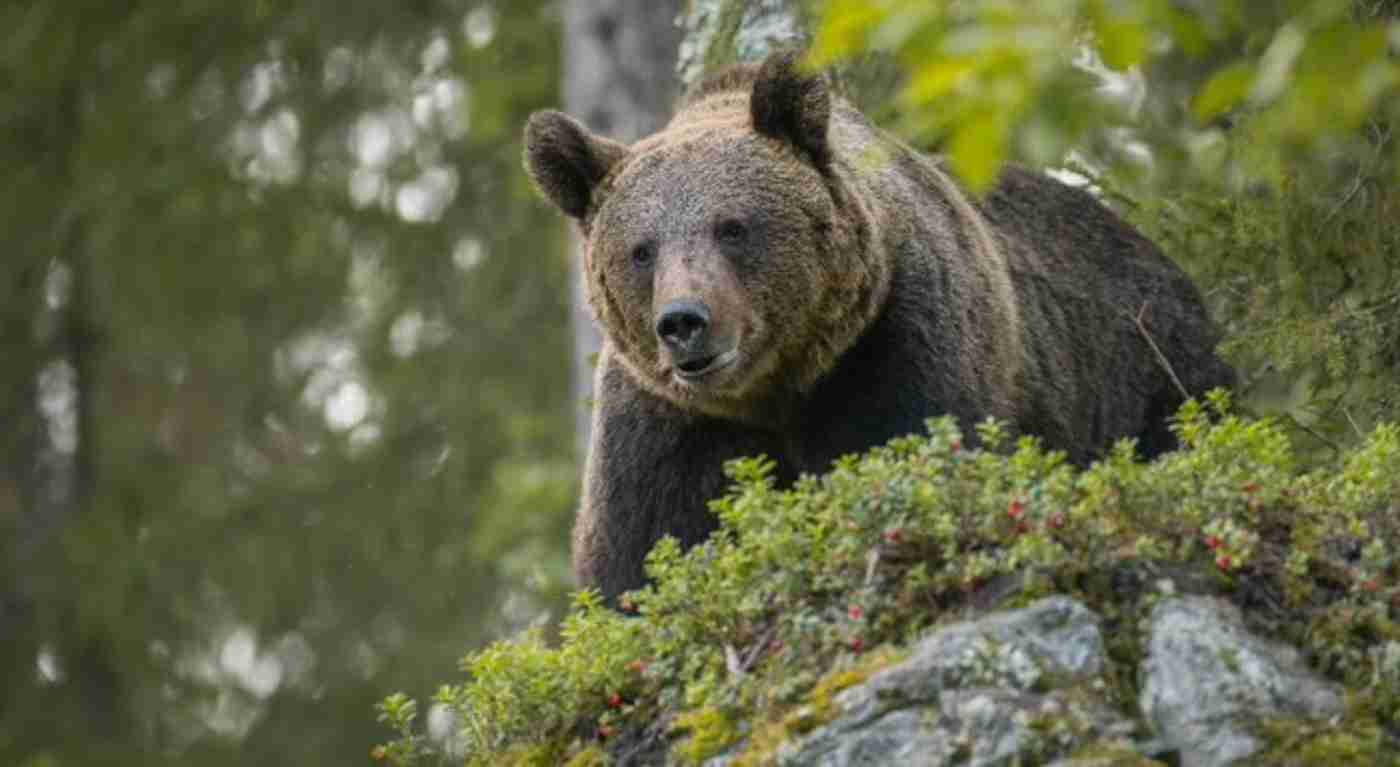 L'orsa JJ4 non sarà abbattuta: trasferimento confermato nella Foresta Nera con la sua mamma