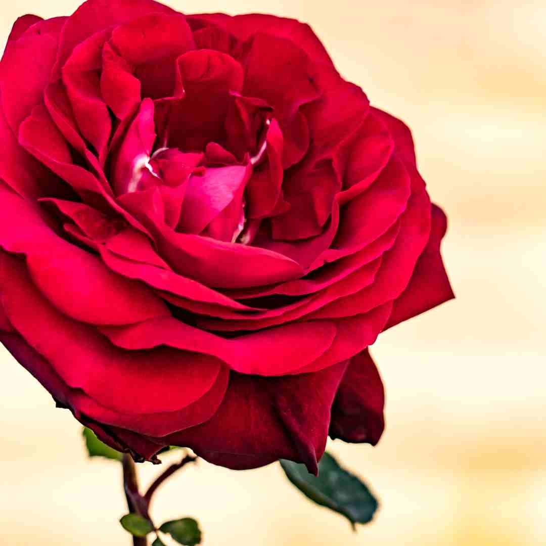 Se hai scelto la rosa: cosa vuol dire