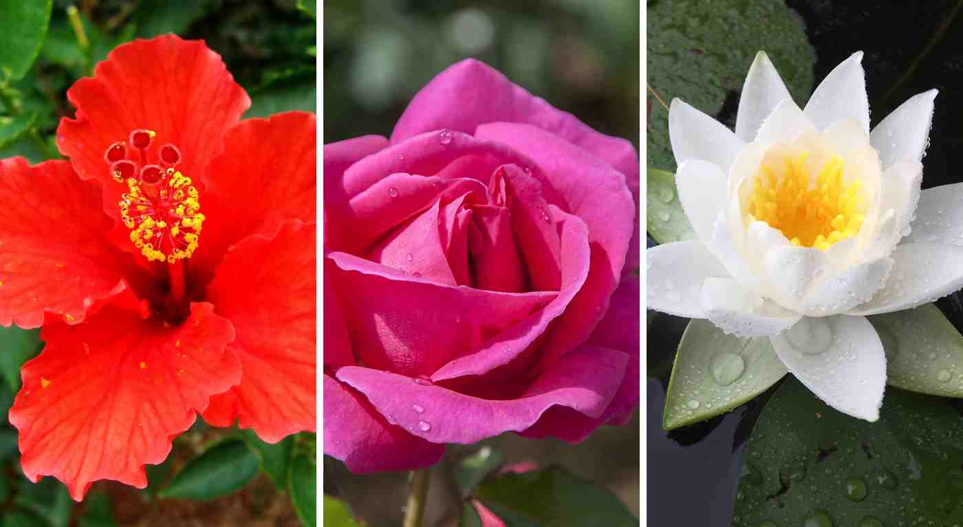 Scegli un fiore tra questi e scopri il tuo messaggio per la prossima settimana