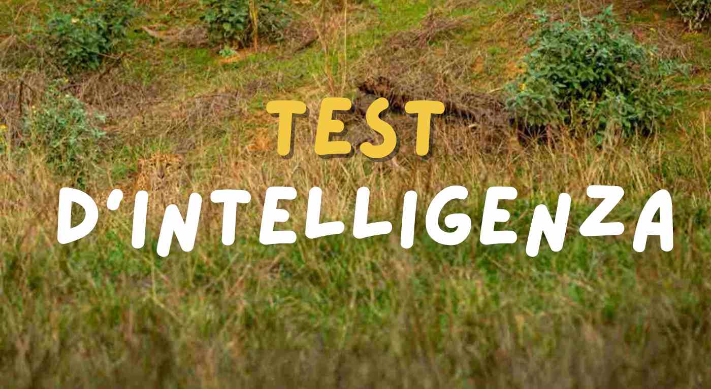 Sei più intelligente della media? Prova a trovare il felino in questo test!
